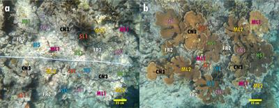 Synchronous spawning of nursery-raised elkhorn coral (Acropora palmata) outplanted to reefs in the Florida Keys (United States)